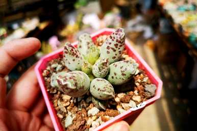 常见的多肉植物种类有哪些？雪莲多肉植物种类大全图