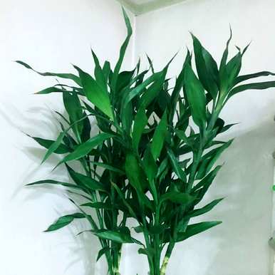 如何种植富贵竹？花盆里种了富贵竹。