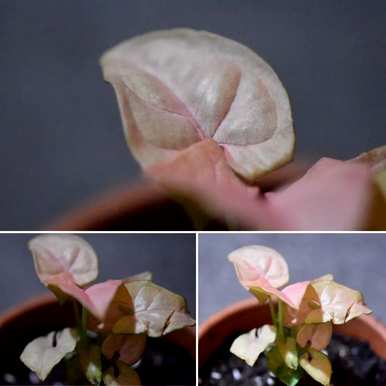 什么是最好的室内绿色植物，什么是最好的室内绿色植物，不需要光照