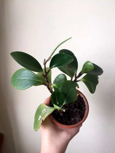 什么是最好的室内绿色植物，什么是最好的室内绿色植物，不需要光照