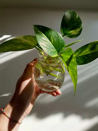 什么是最好的室内绿色植物，什么是最好的室内绿色植物，不需要光照