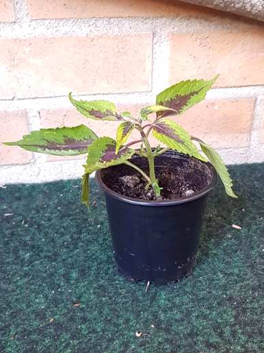 什么是最好的室内绿色植物，什么是最好的室内绿色植物，不需要光照
