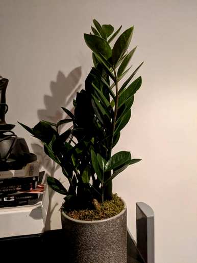 什么是最好的室内绿色植物，什么是最好的室内绿色植物，不需要光照