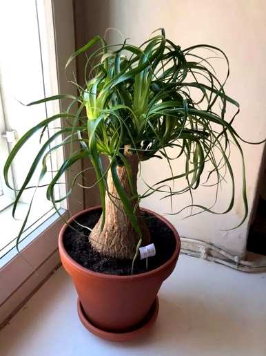 什么是最好的室内绿色植物，什么是最好的室内绿色植物，不需要光照