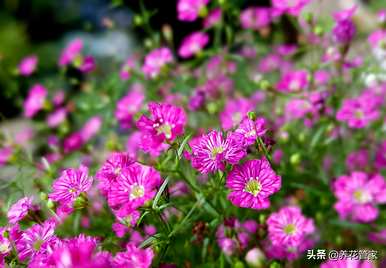 满天星什么时候开花，满天星刚开花的视频