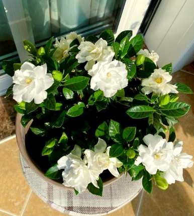 栀子花有花蕾不开花是怎么回事？栀子花有花蕾不开花应该施什么肥料？