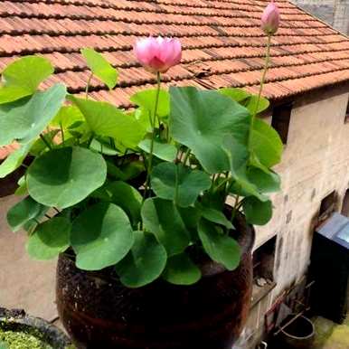 水缸种荷花养鱼，家养荷花怎么种？