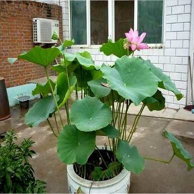 水缸种荷花养鱼，家养荷花怎么种？