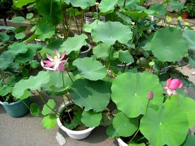 水缸种荷花养鱼，家养荷花怎么种？