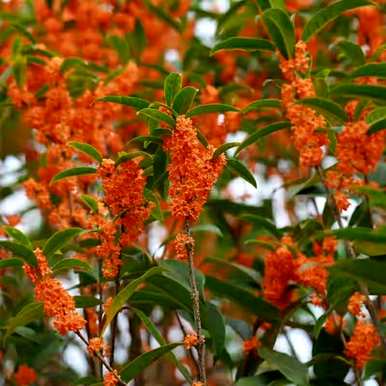 养桂花需要注意哪些问题，移植桂花树苗需要注意哪些问题？
