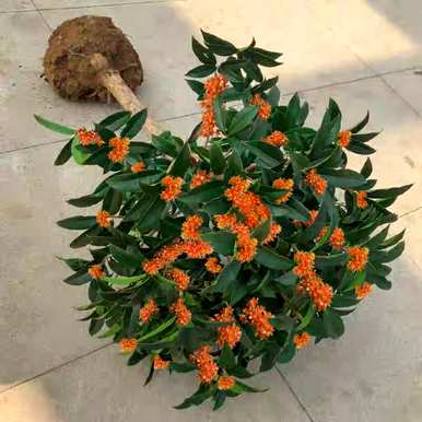 养桂花需要注意哪些问题，移植桂花树苗需要注意哪些问题？