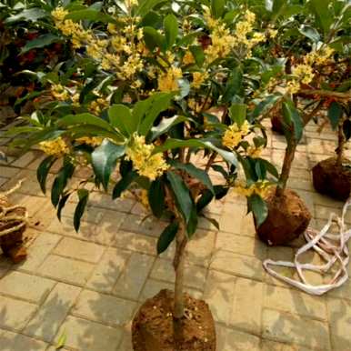 养桂花需要注意哪些问题，移植桂花树苗需要注意哪些问题？