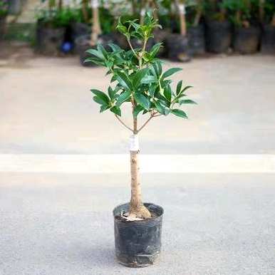 养桂花需要注意哪些问题，移植桂花树苗需要注意哪些问题？