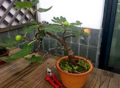 无花果树几个月修剪最好，无花果树几个月修剪