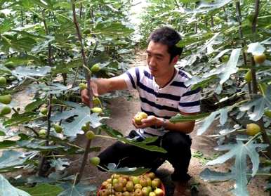 无花果树几个月修剪最好，无花果树几个月修剪