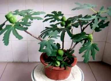 无花果树几个月修剪最好，无花果树几个月修剪