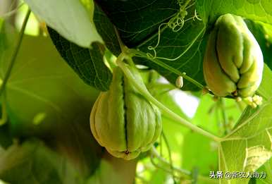 如何在农村种植佛手瓜，如何种植佛手瓜