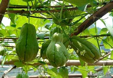 如何在农村种植佛手瓜，如何种植佛手瓜