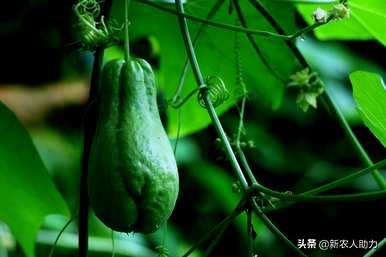 如何在农村种植佛手瓜，如何种植佛手瓜
