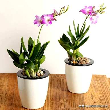 怎样种植石斛，怎样种植石斛？
