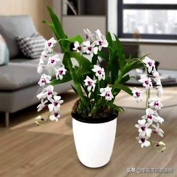 怎样种植石斛，怎样种植石斛？