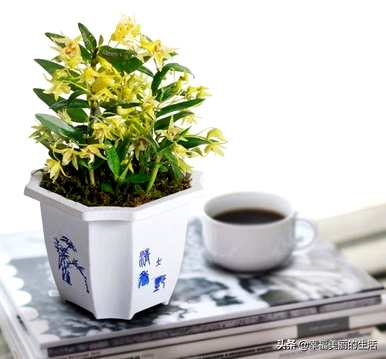 怎样种植石斛，怎样种植石斛？