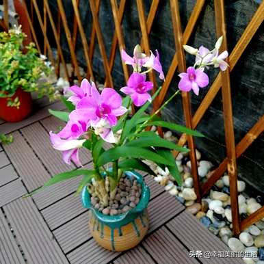 怎样种植石斛，怎样种植石斛？