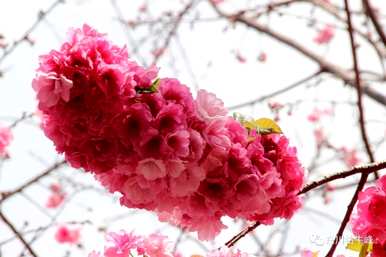二维少女樱花语，樱花语是什么？