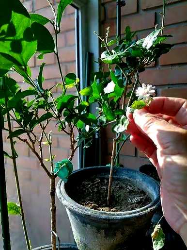 什么是美丽的植物，适合卧室的植物和花