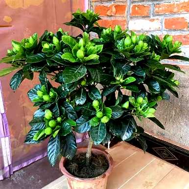 什么是美丽的植物，适合卧室的植物和花
