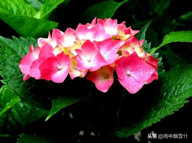绣球花如何繁殖，绣球花如何在树上繁殖