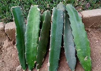 如何种植火龙果枝？火龙果枝种在沙子里