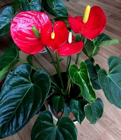 如何养红掌花，如何养红掌花水培