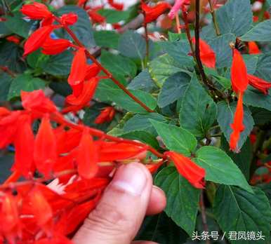 一串红是什么花图，一串红是什么花名？