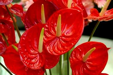 如何养红掌花，如何养红掌花水培