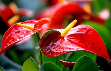 如何养红掌花，如何养红掌花水培