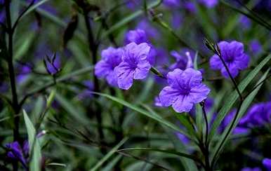 野生兰花草的特征，兰花草的形态特征介绍