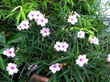 野生兰花草的特征，兰花草的形态特征介绍