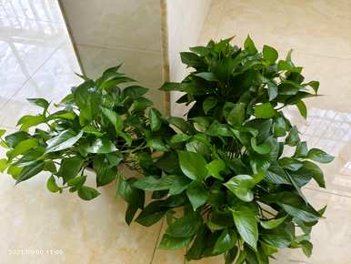 室内植物花卉吸收甲醛最有效，室内植物花卉吸收甲醛