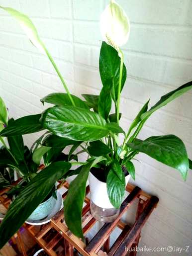 室内植物花卉吸收甲醛最有效，室内植物花卉吸收甲醛