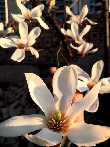 白玉兰花的意思是什么，白玉兰花的意思是什么？