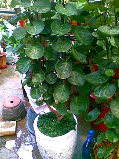 十大旺宅招财植物，阳台种什么植物招财？
