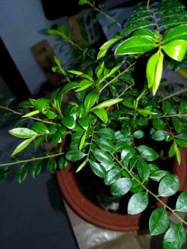 十大旺宅招财植物，阳台种什么植物招财？