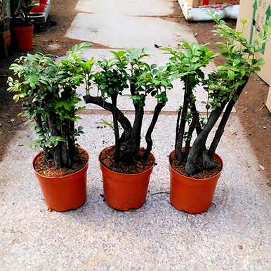 十大旺宅招财植物，阳台种什么植物招财？