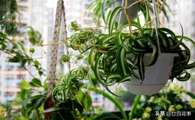 适用于北方室内养殖的花卉树木和北方室内养殖良好的花卉植物