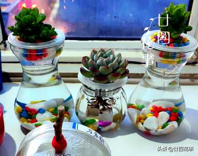 什么是水培植物可以长期饲养，如何饲养水培植物？