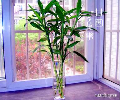 什么是水培植物可以长期饲养，如何饲养水培植物？