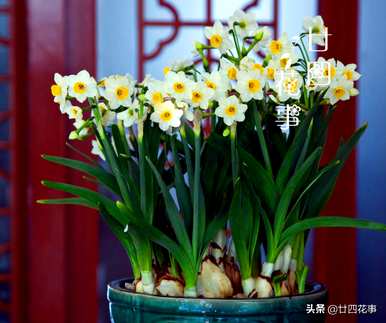 什么是水培植物可以长期饲养，如何饲养水培植物？