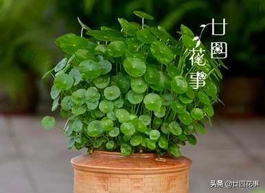 什么是水培植物可以长期饲养，如何饲养水培植物？