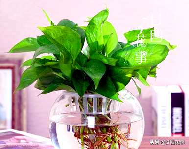 什么是水培植物可以长期饲养，如何饲养水培植物？
